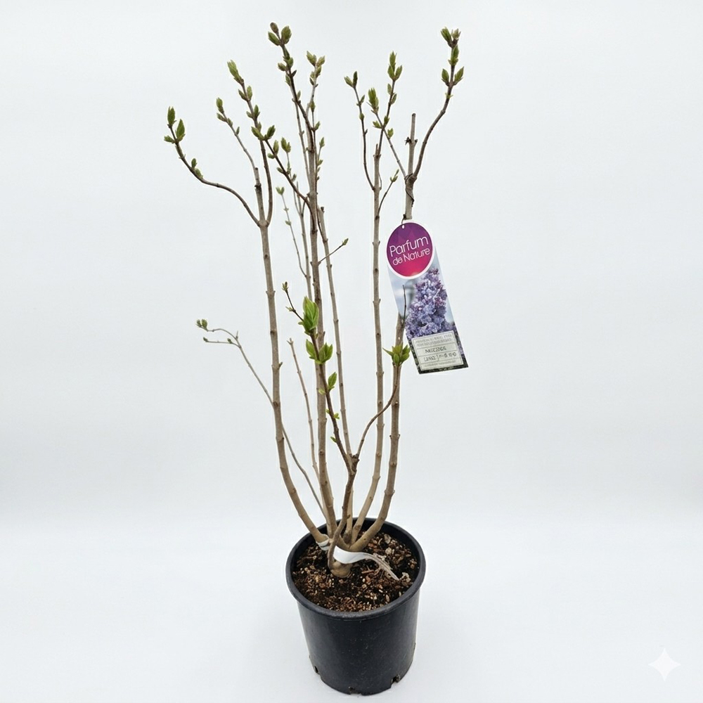 Liliac (Nadezhda), 90-100 cm