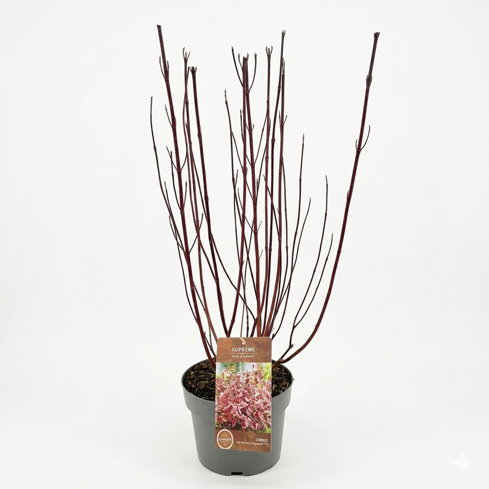 Corn alb (Miracle), 80 cm