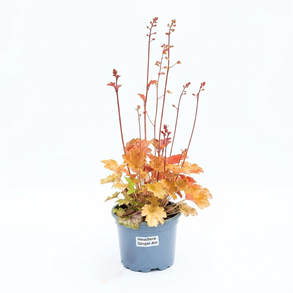 Planta perena Heuchera Ginger Ale, H 25 cm