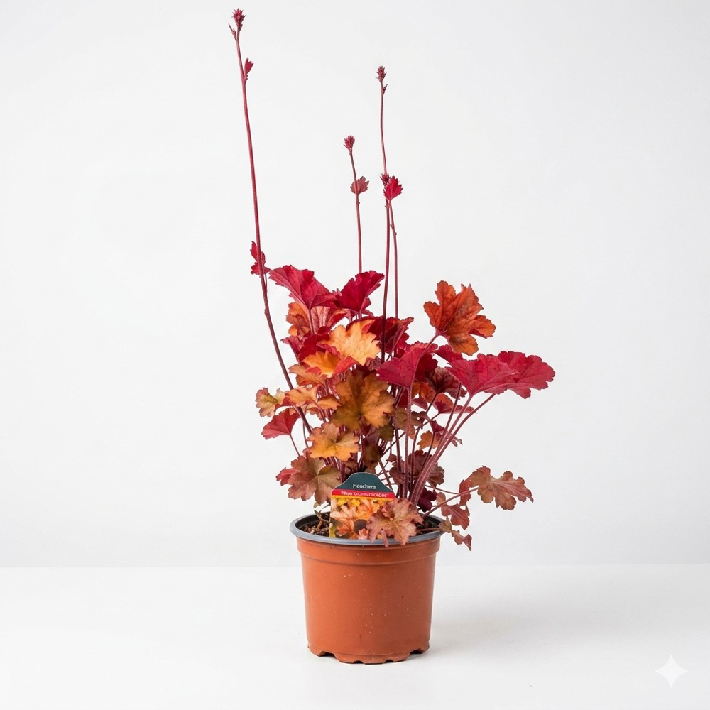 Planta perena Heuchera World Caffe Americano, H 25 cm
