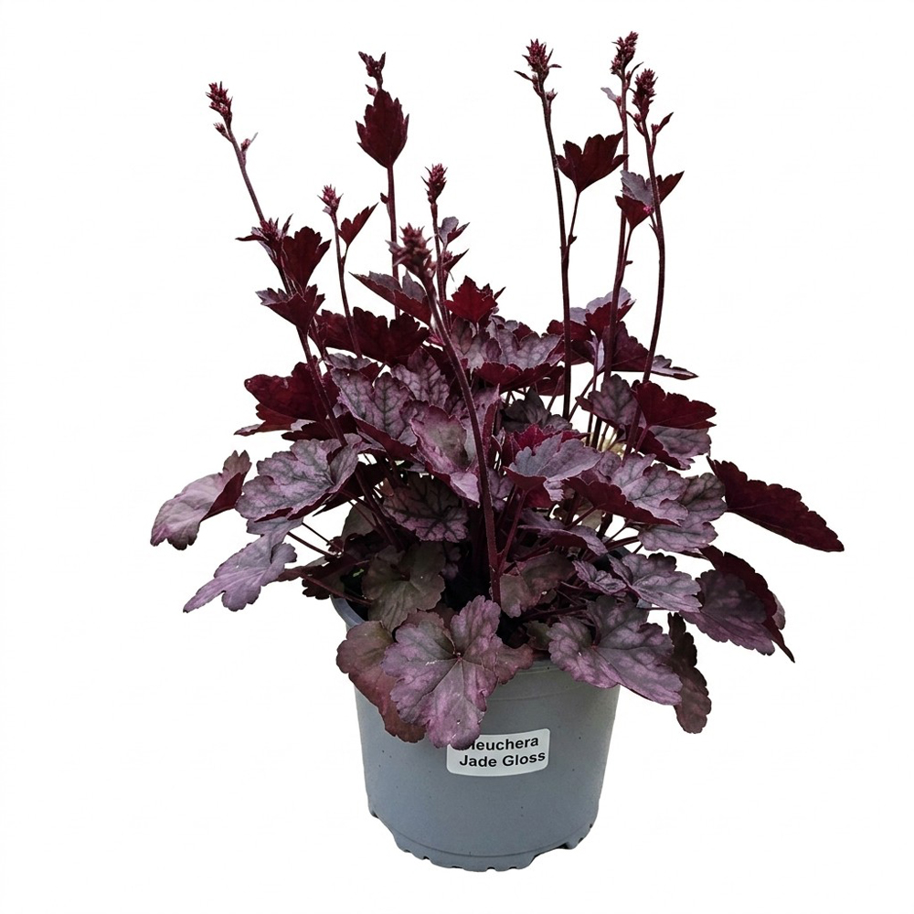 Planta perena Heuchera Jade Gloss, H 25 cm