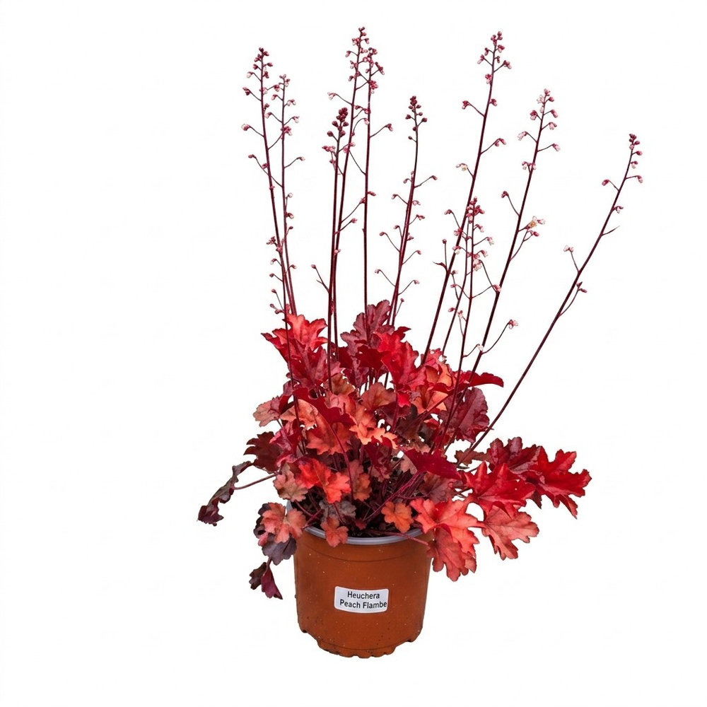 Planta perena Heuchera Peach Flambe, H 25 cm