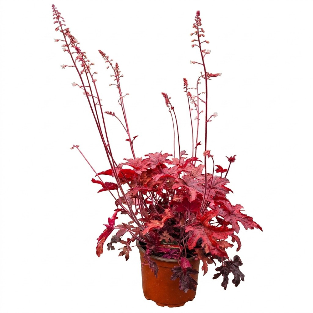 Planta perena Heucherella Red Rover, H 30 cm