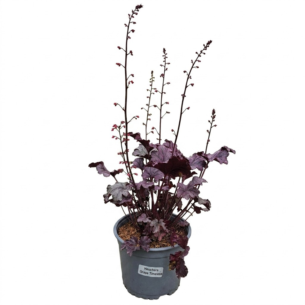 Planta perena Heuchera Grape Timeless, H 25 cm