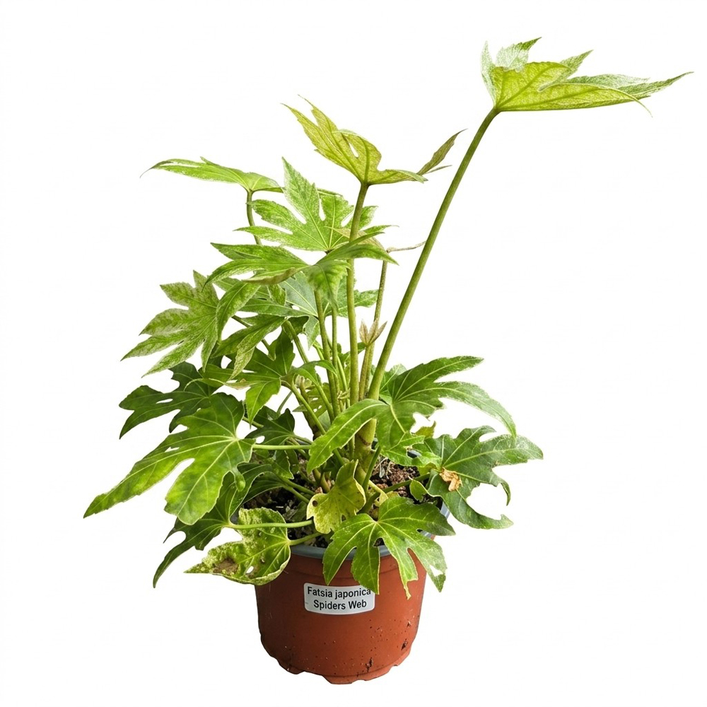 Arbust exotic Fatsia Japonica Spider Web, H 35 cm