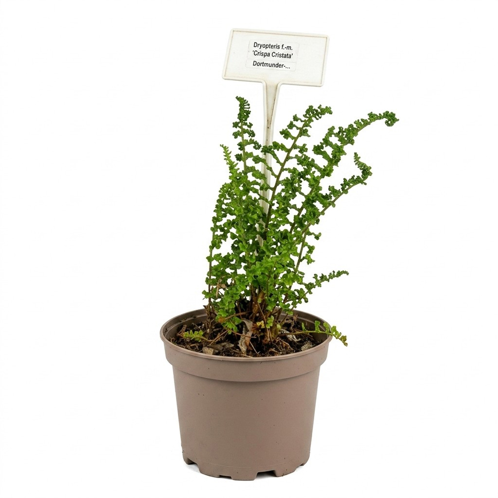 Feriga ornamentala Dryopteris Crispa Cristata, H 35 cm