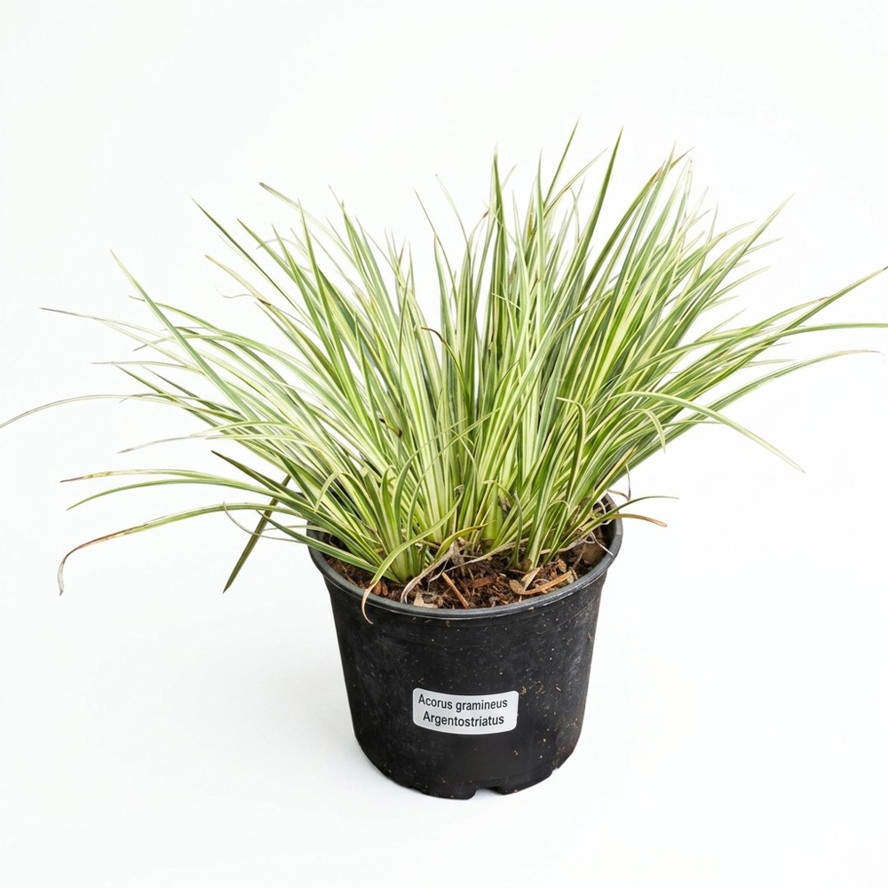 Iarba ornamentala Acorus Argenteostriatus, H 25 cm