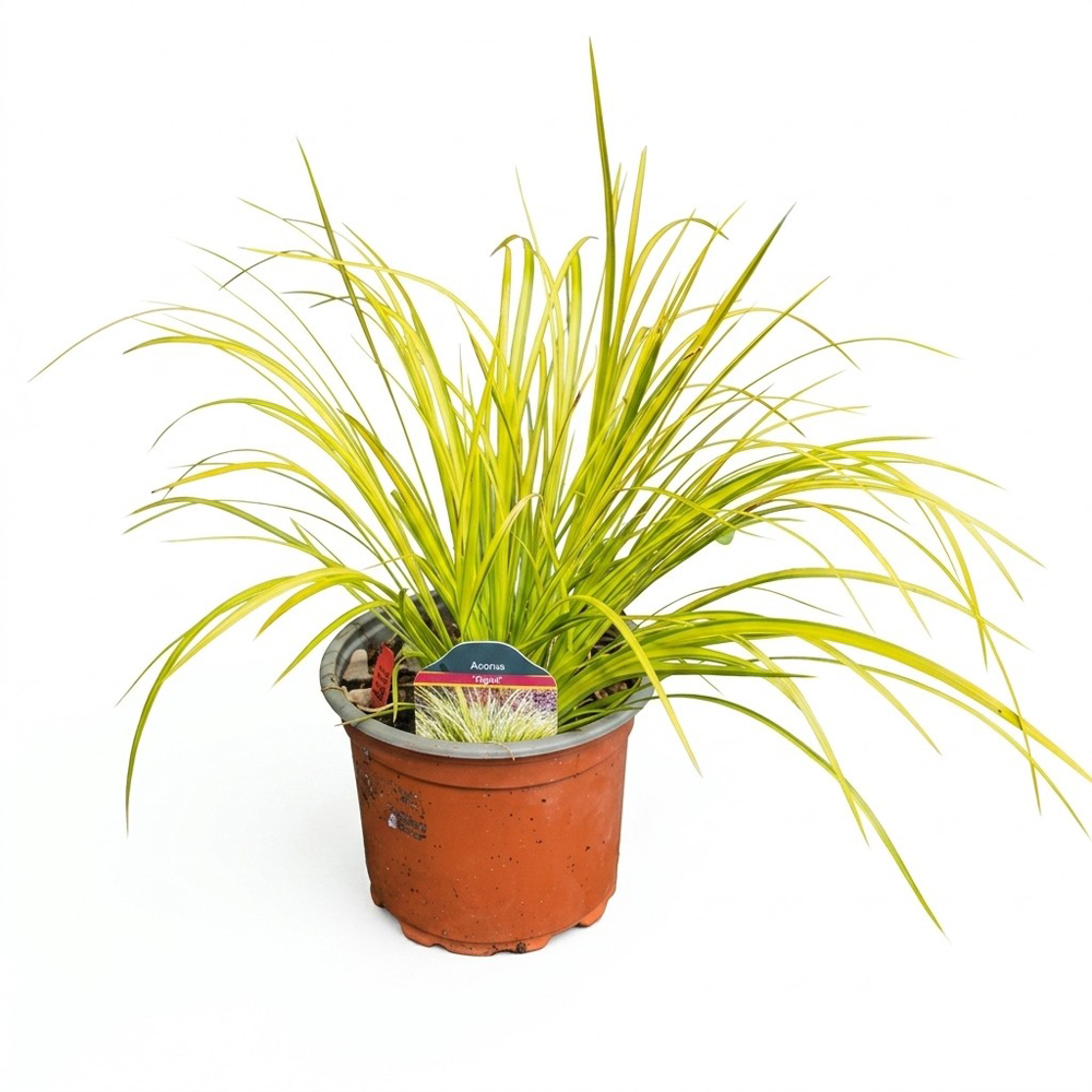 Iarba ornamentala Acorus Ogon, H 25 cm