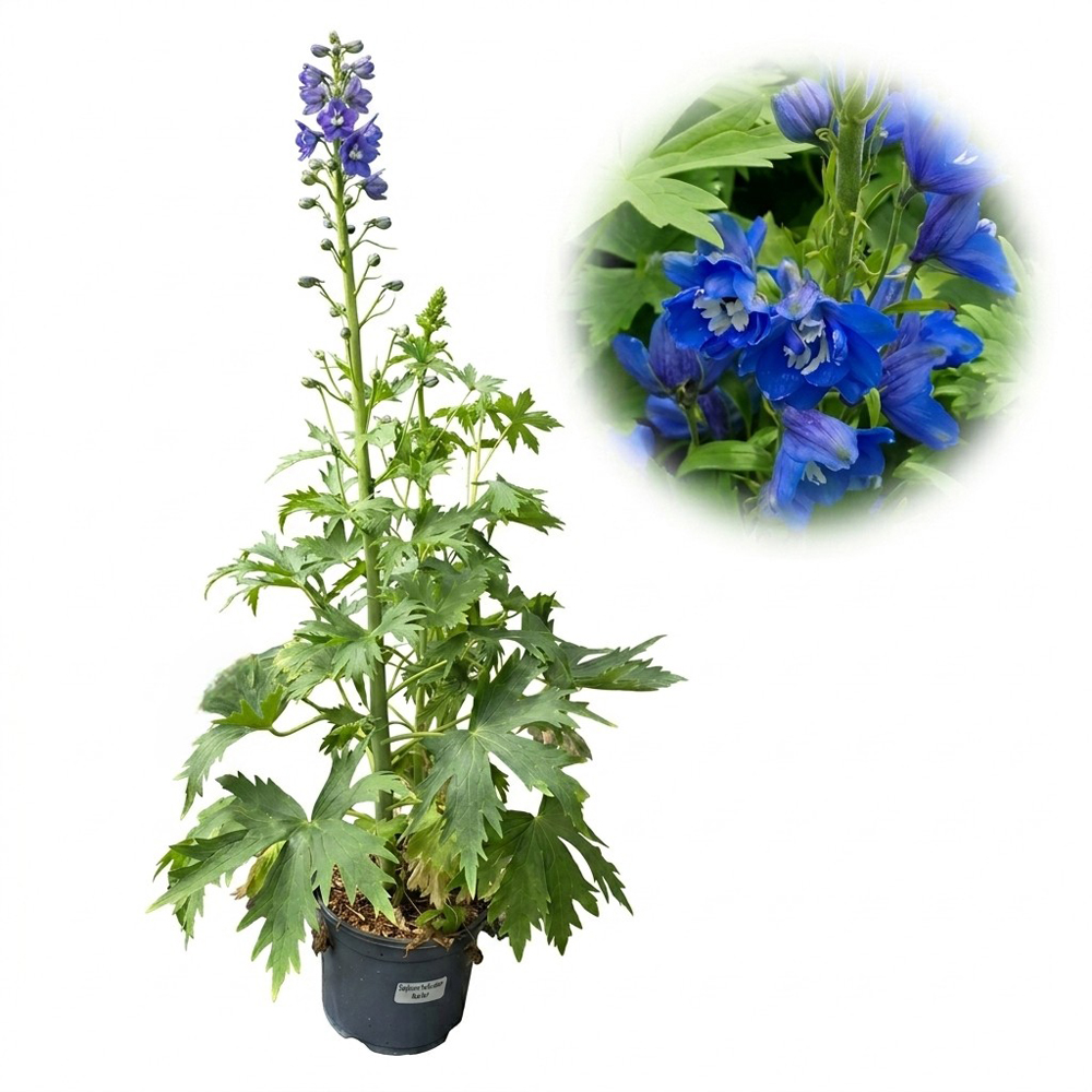 Planta perena Delphinium Blue Bird Pacific Giants, H 45 cm