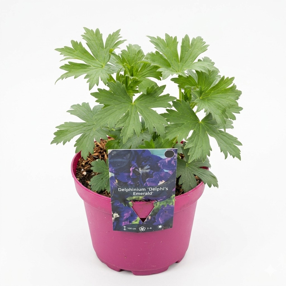 Planta perena Delphinium Delphis Emerald, H 30 cm