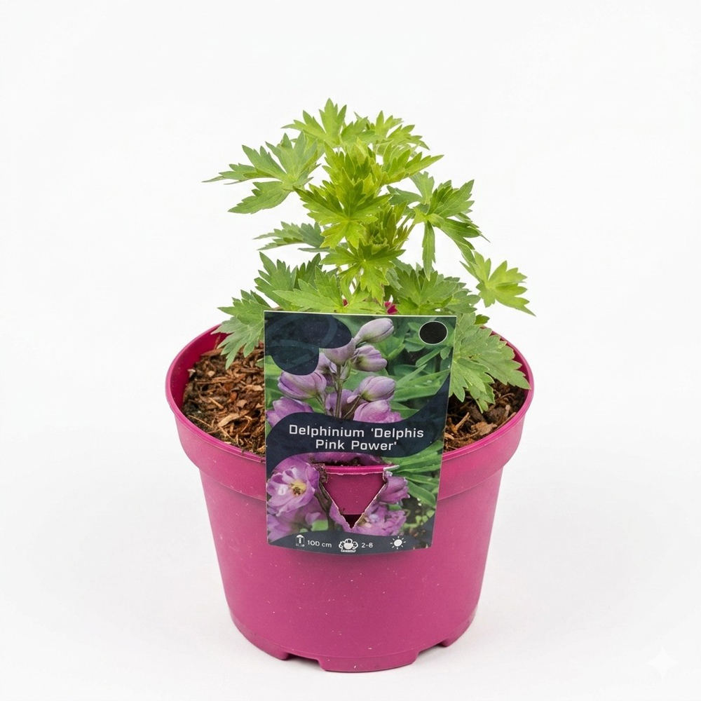 Planta perena Delphinium Delphis Pink Power, H 30 cm