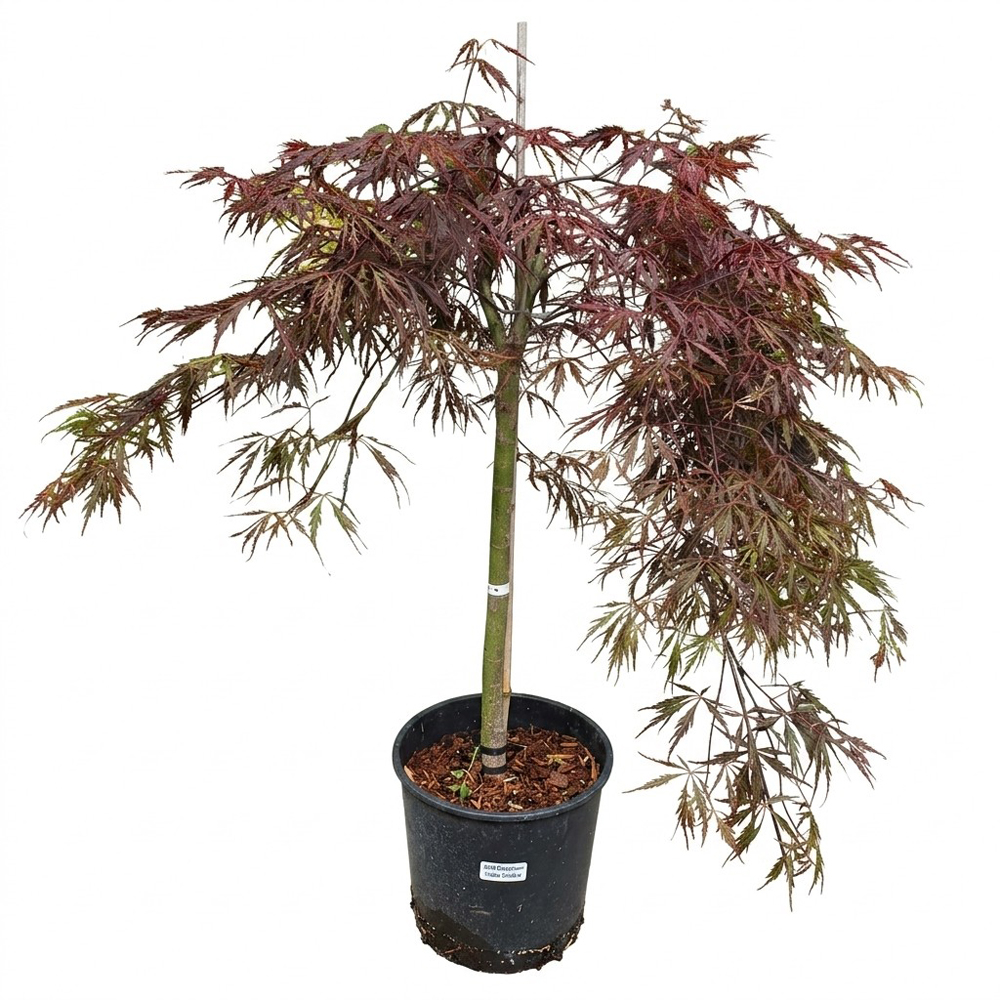 Arbust ornamental Acer Red Tamukeyama Dissectum, H 45 cm