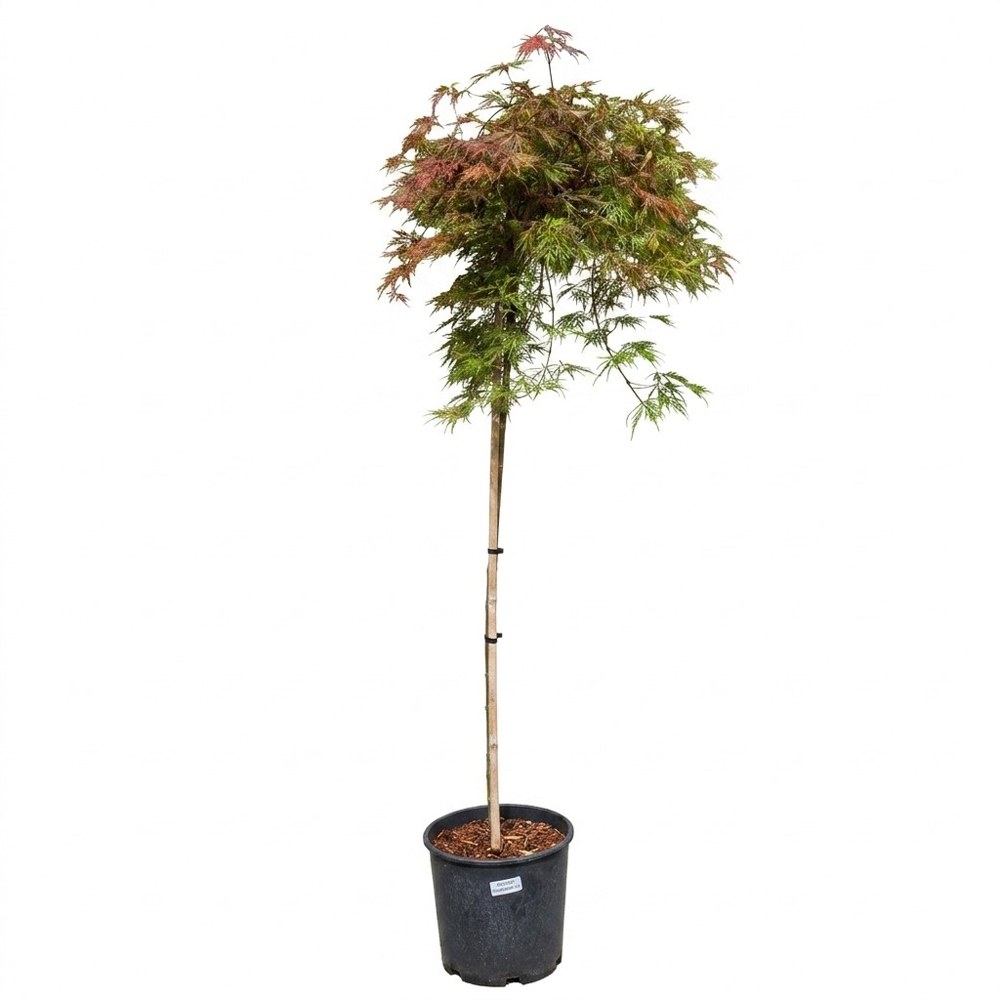 Arbust ornamental Acer Red Orangeola Dissectum, H 90 cm