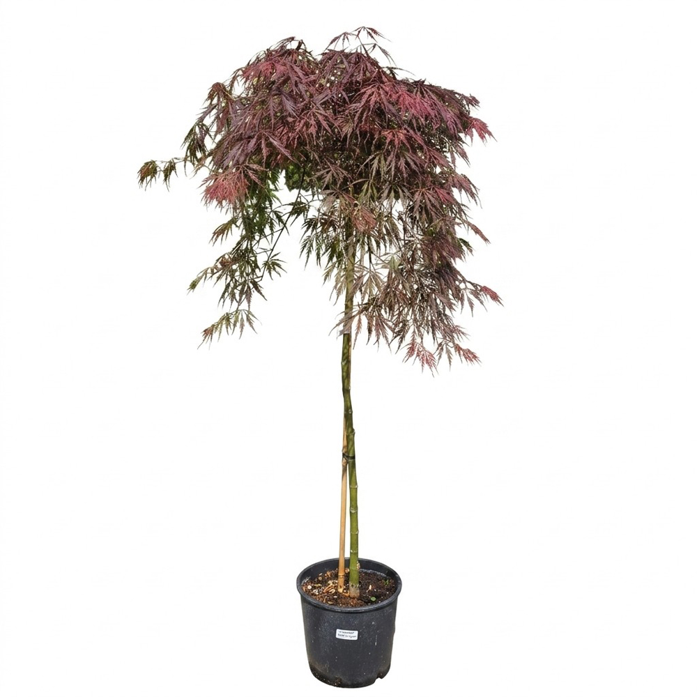 Arbust ornamental Acer Red Garnet Dissectum, H 90 cm