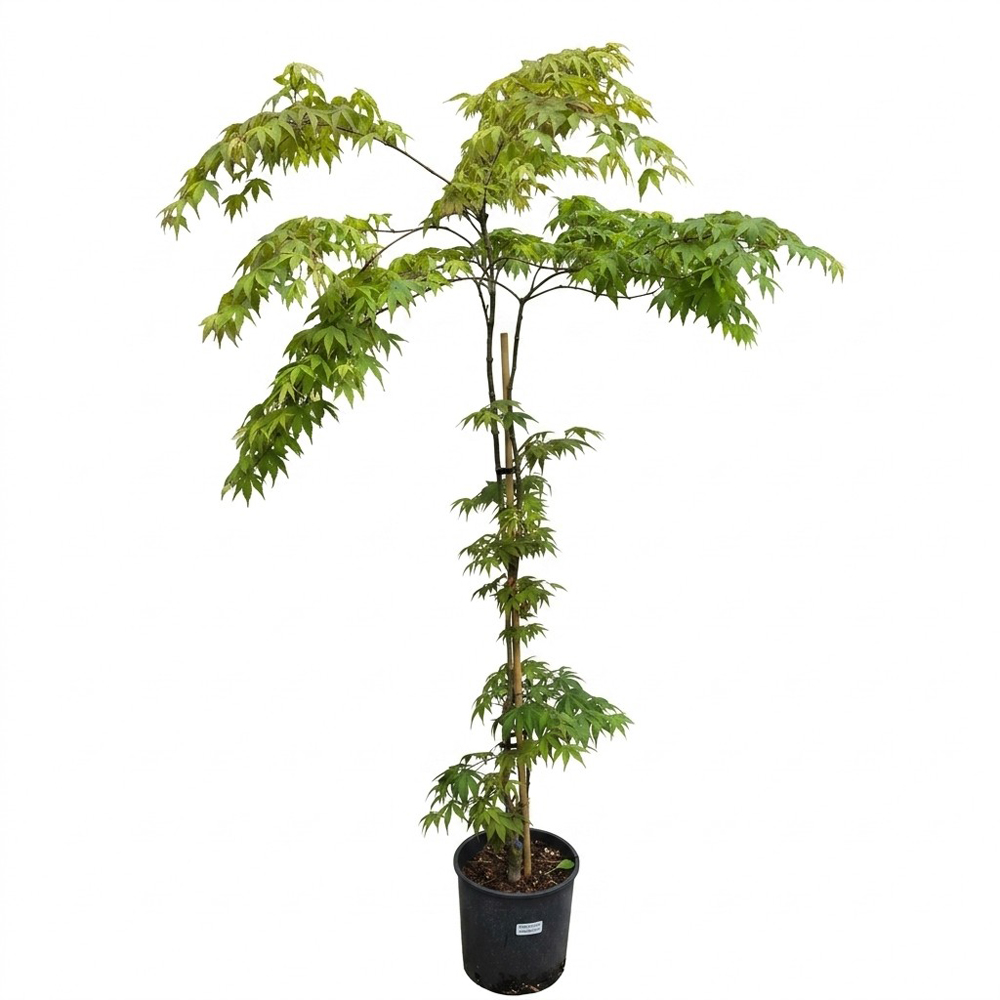 Arbust ornamental Acer Green Osakazuki Palmatum, H 90-120 cm