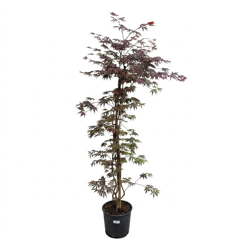 Arbust ornamental Acer Red Trompenburg Palmatum, H 90-120 cm