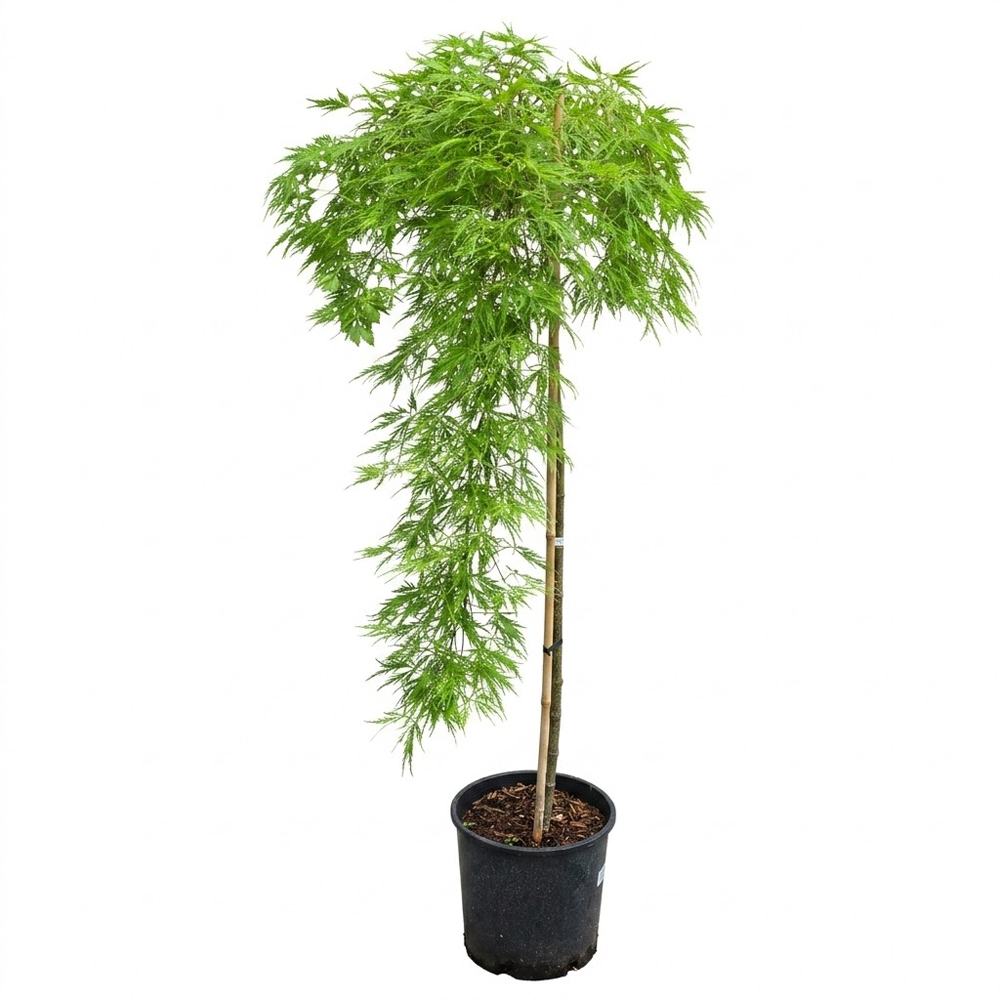 Arbust ornamental Acer Green Flavescens Dissectum, H 90 cm