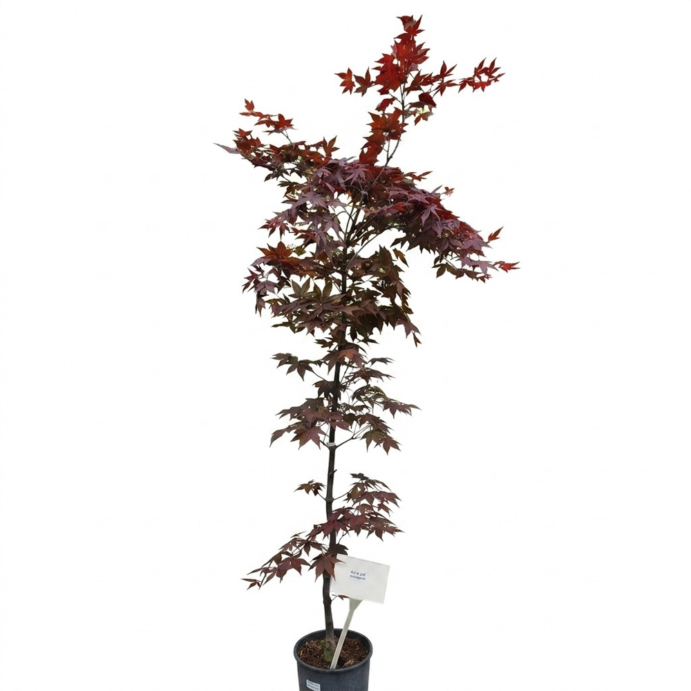 Arbust ornamental Acer Red O Kagami Palmatum, H 90-120 cm