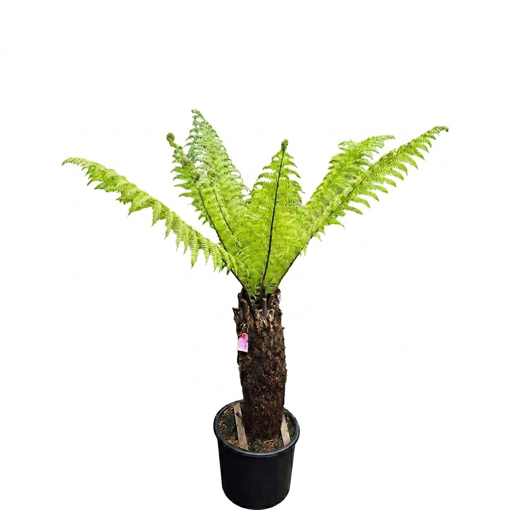 Feriga Arborescenta Dicksonia Antarctica, H 150 cm