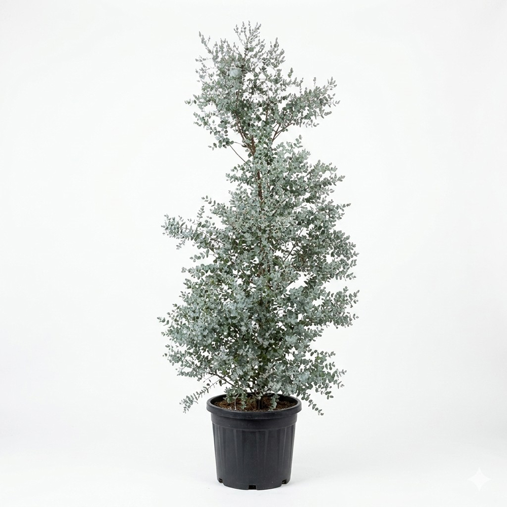 Arbore ornamental Eucalyptus Gunnii Azura, H 175 cm