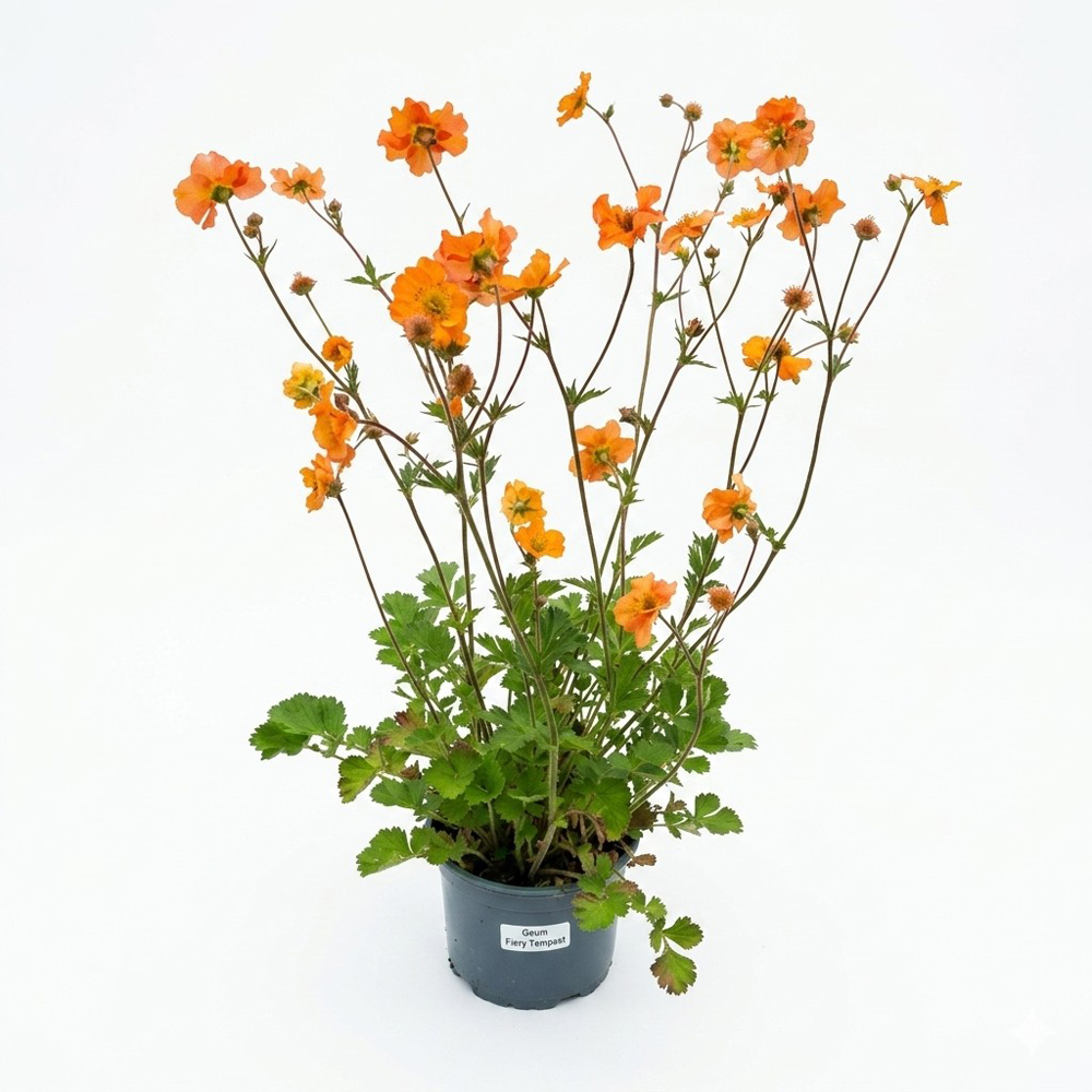 Planta perena Geum Foxy Tempest, H 35 cm