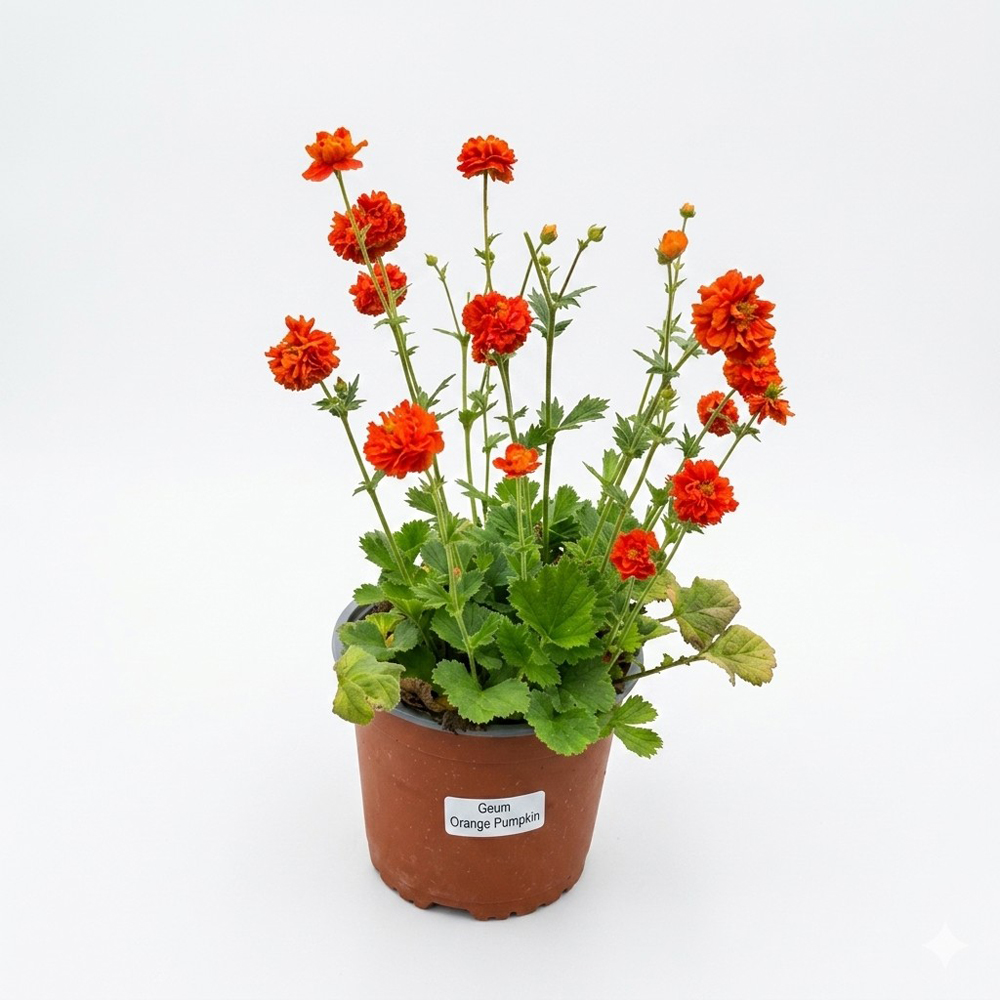 Planta perena Geum Orange Pumpkin, H 25 cm