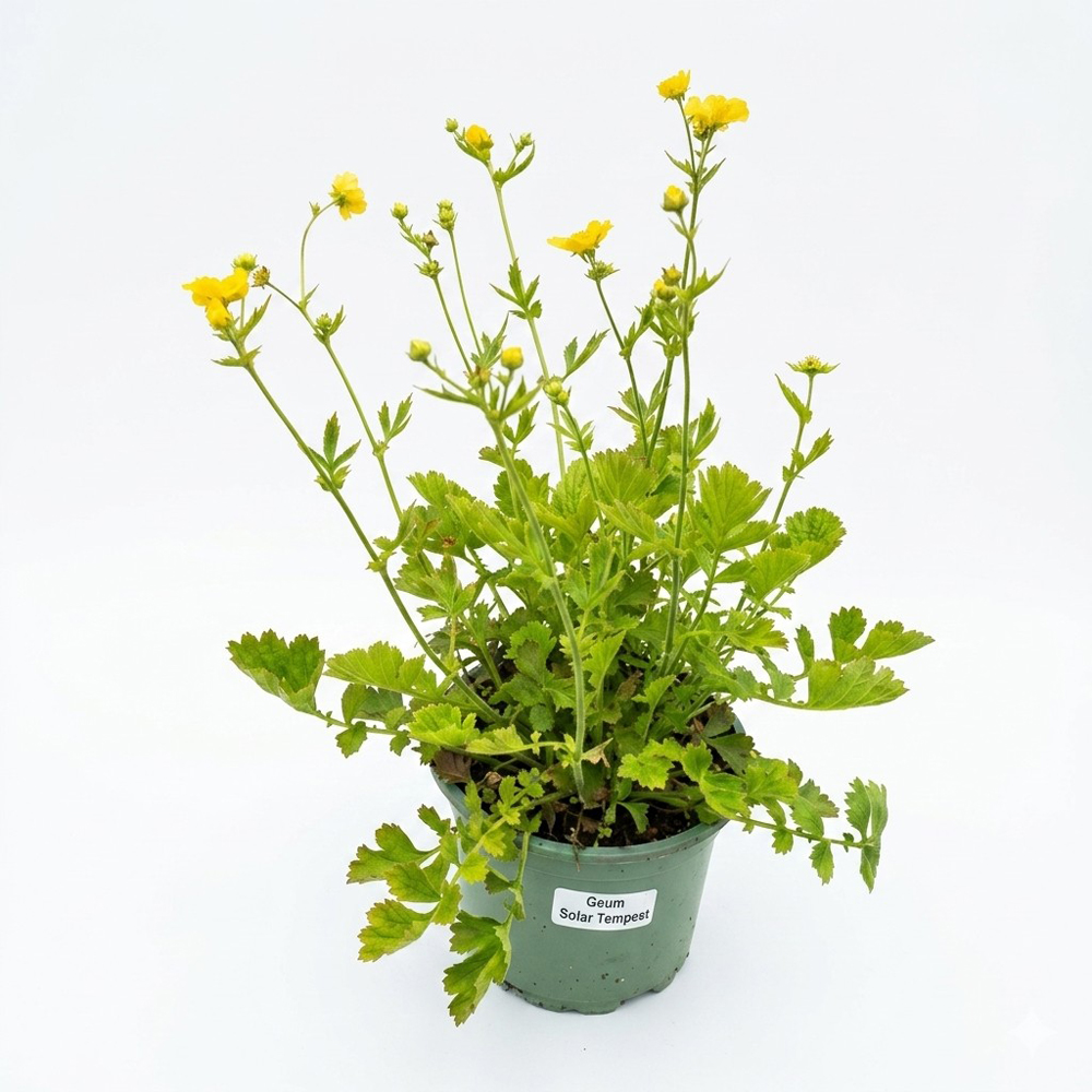 Planta perena Geum Solar Tempest, H 30 cm