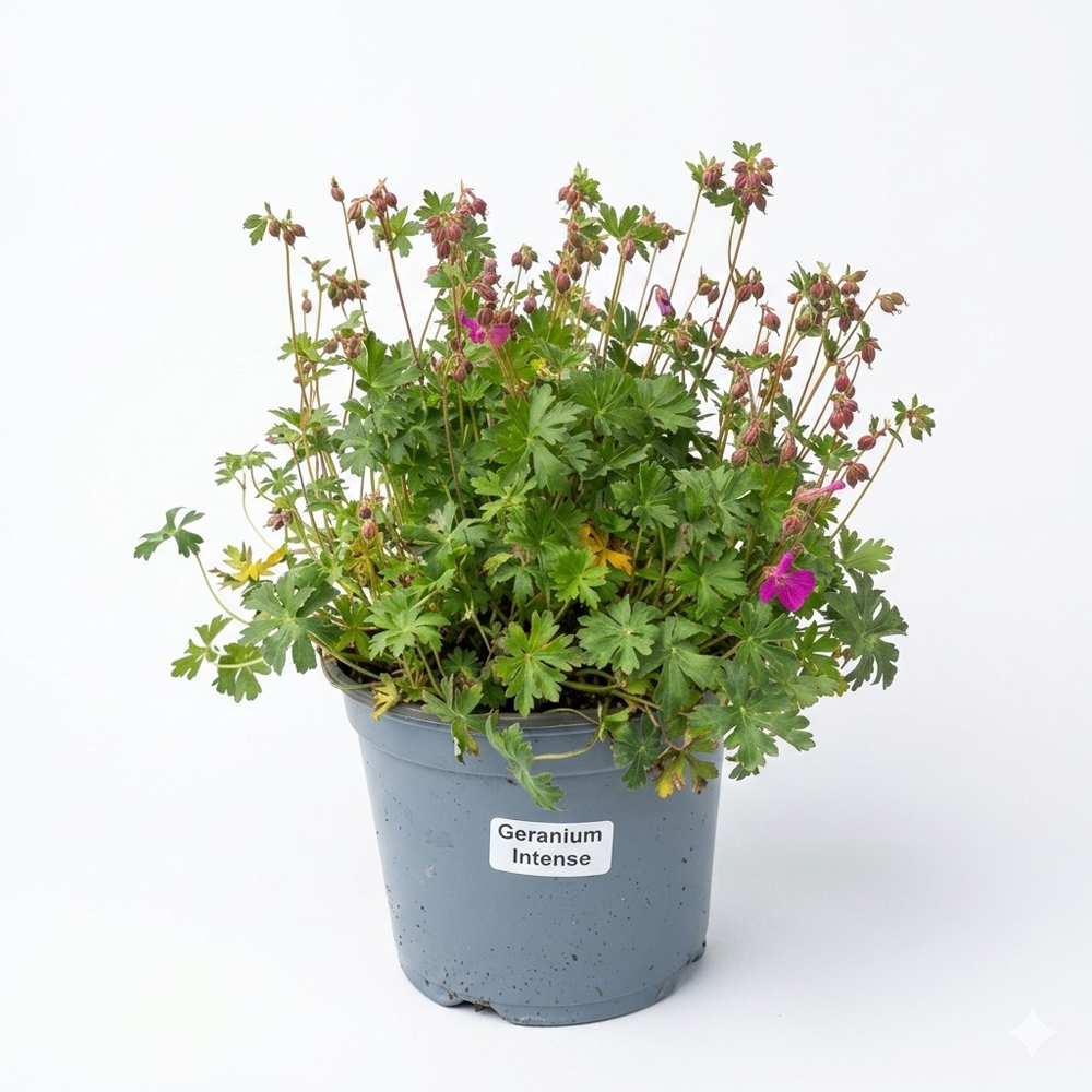 Planta perena Geranium Intense, H 30 cm