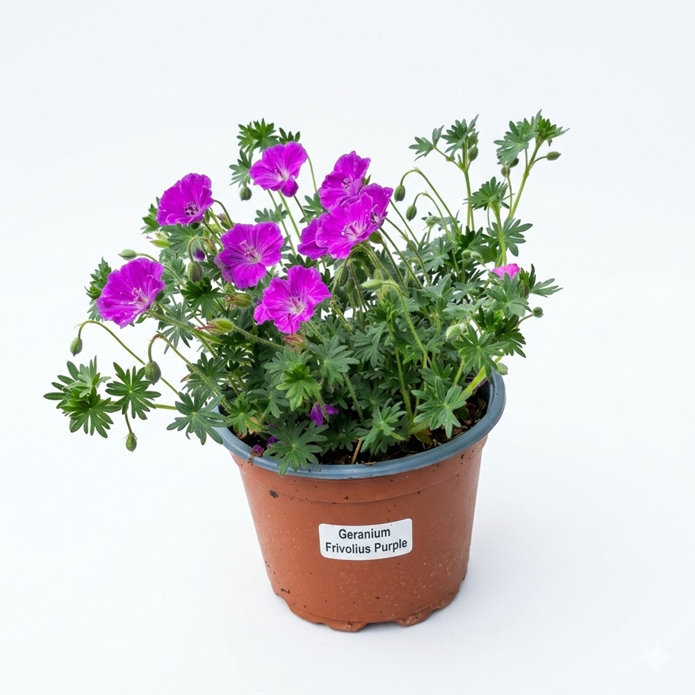 Planta perena Geranium Purple Frivolius, H 20 cm