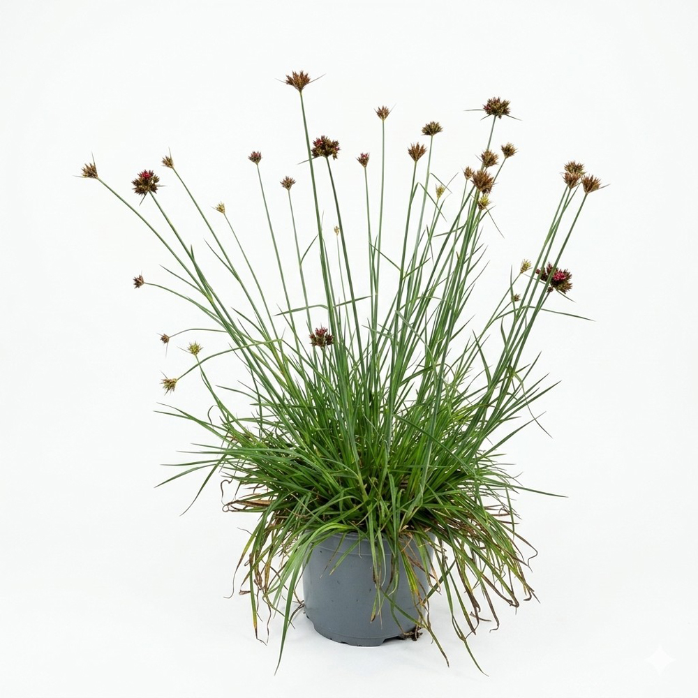 Planta perena Dianthus Cruentus, H 40 cm