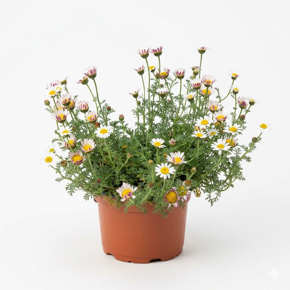 Planta perena Anacyclus Depressus Siberkiss, H 10 cm