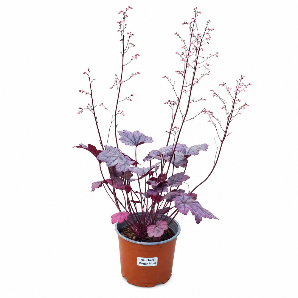 Heuchera Sugar Plum, H 25 cm