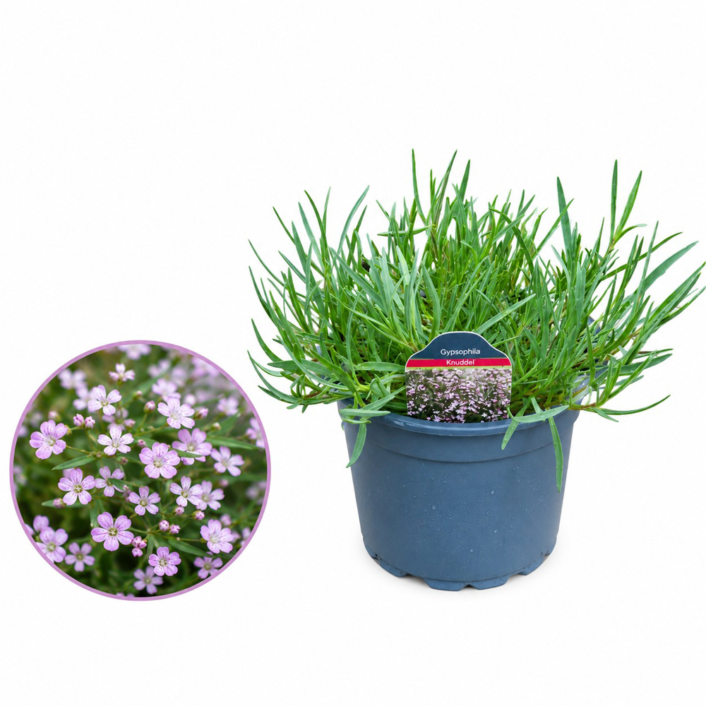 Floarea miresei Knudel, H 20 cm