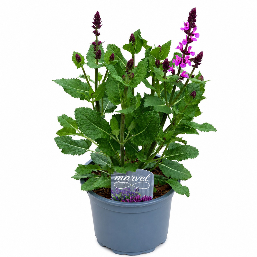 Salvia Marvel Rose, H 30 cm