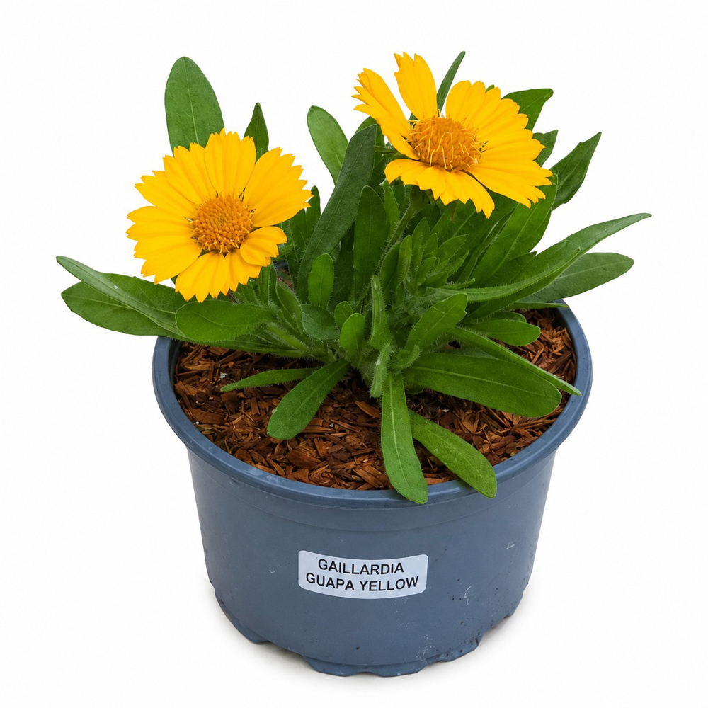 Gaillardia Gupa Yellow, H 25 cm