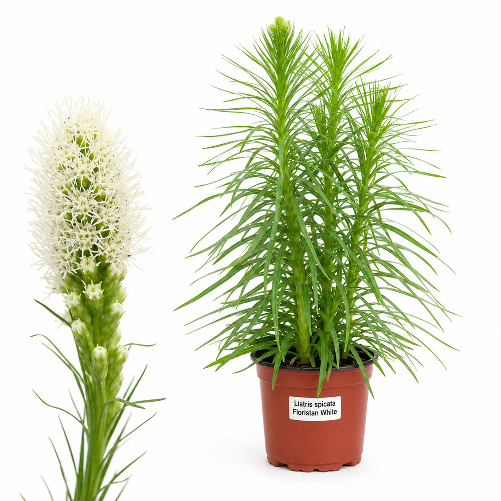 Liatris Floristan White, H 55 cm