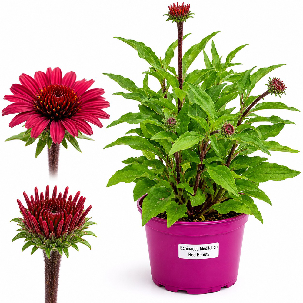 Echinacea Meditation Red Beauty, H 45 cm