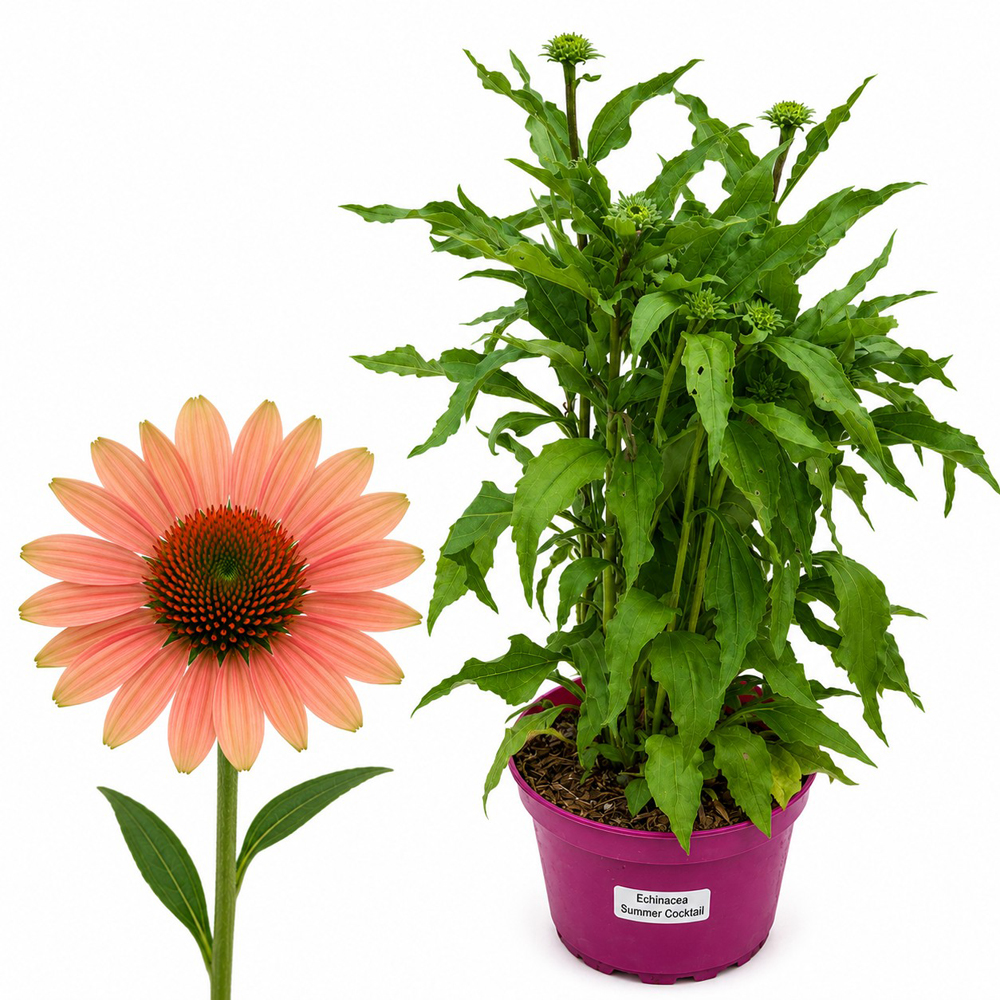Echinacea Summer Cocktail, H 45 cm