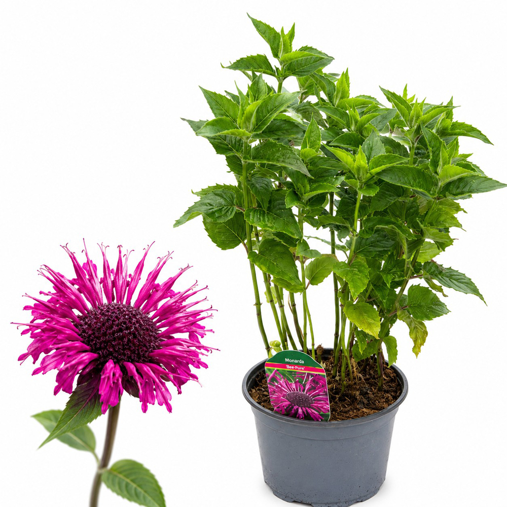Monarda Bee Pure, H 45 cm