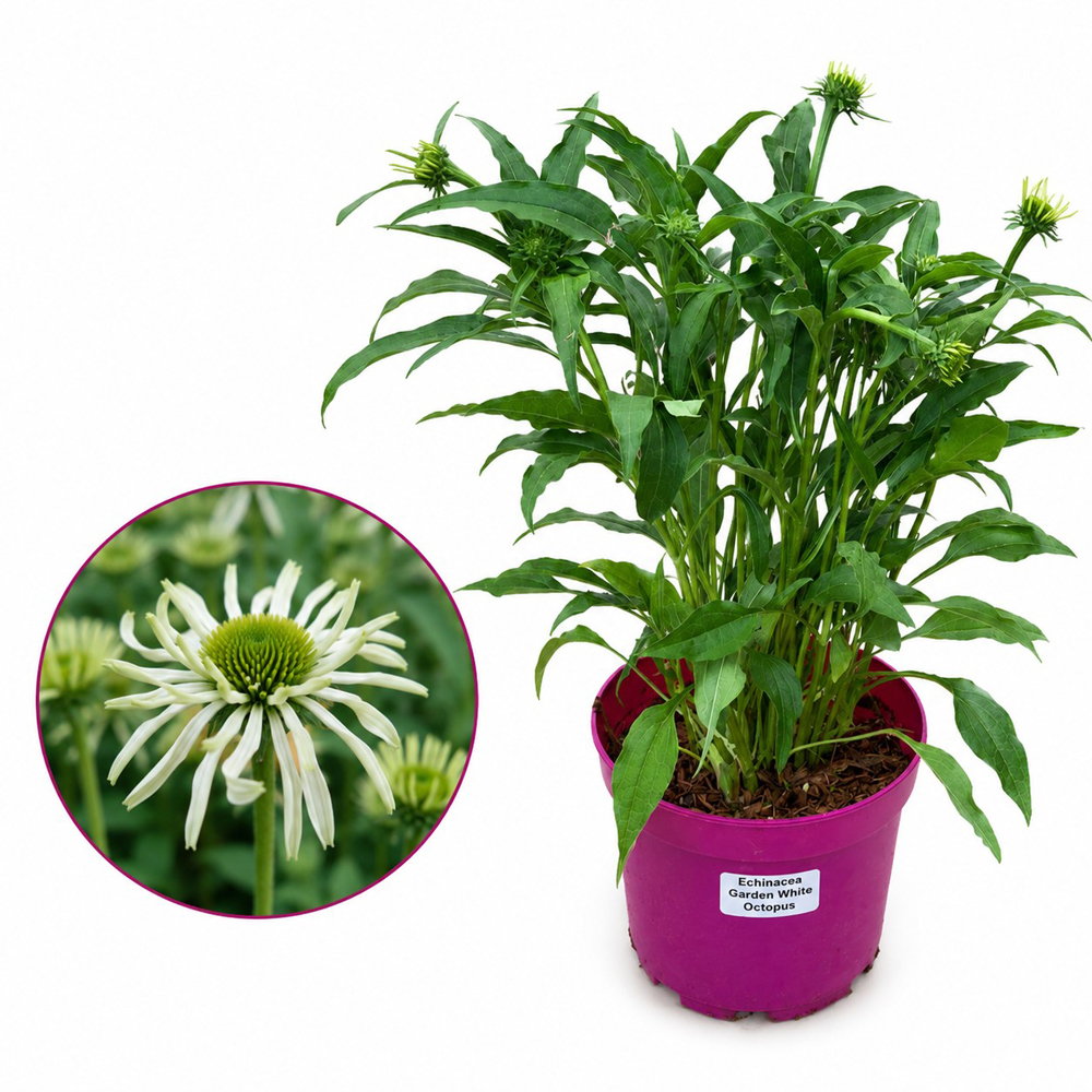 Echinacea Garden White Octopus, H 45 cm