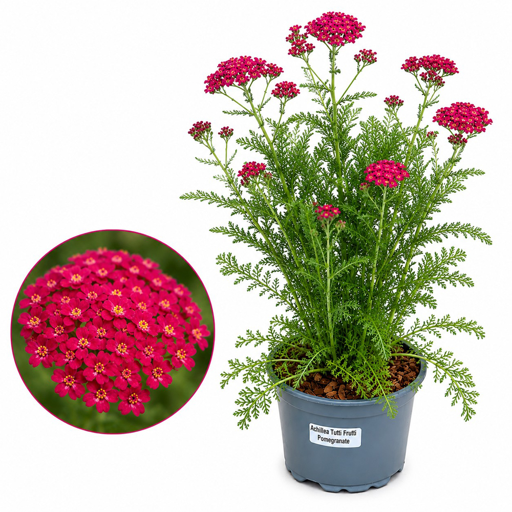 Coada-soricelului Tutti Frutti Pomegranate, H 40 cm