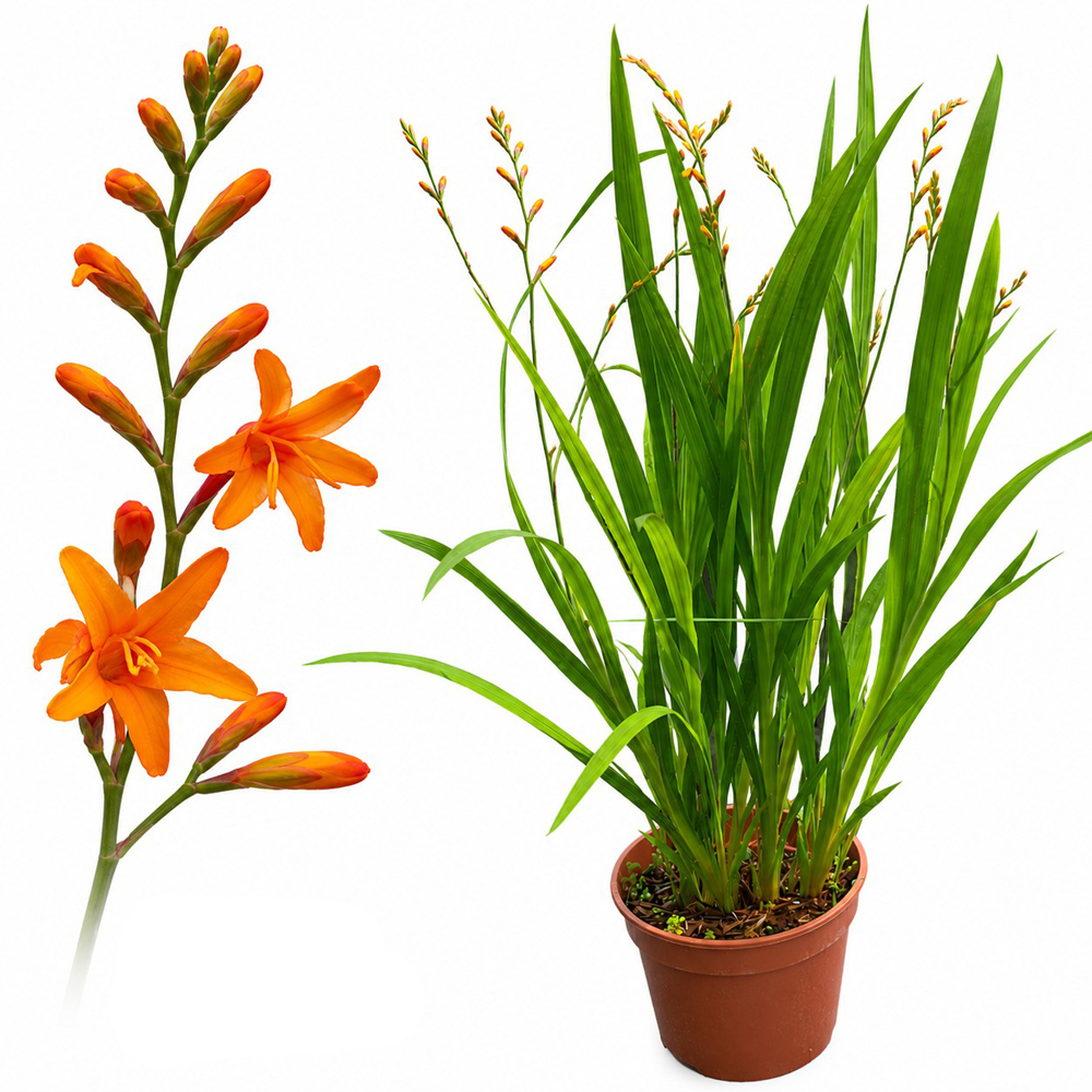 Montbretia (Crocosmia Nova Gold Dust), H 45 cm