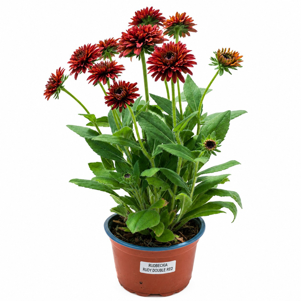 Rudbeckia (Rudbeckia Hirta Rudy Double Red), H 45 cm