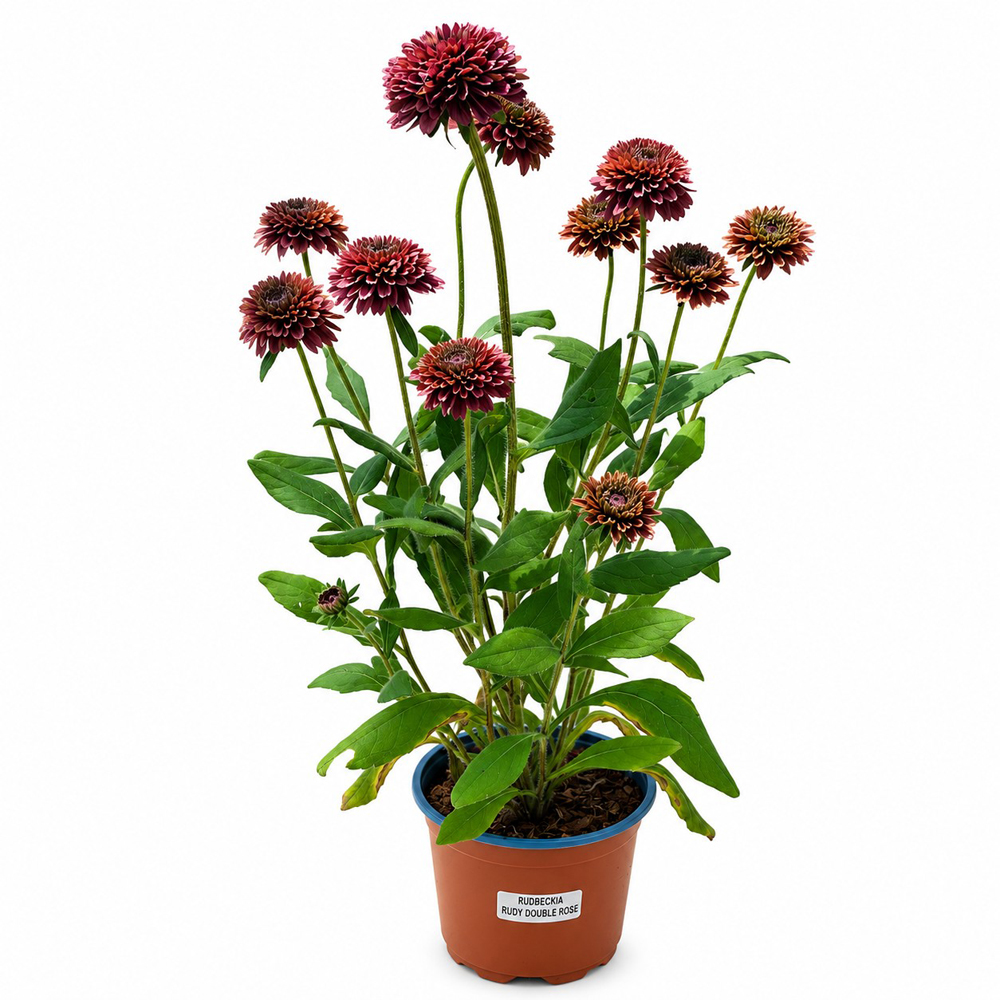 Rudbeckia (Rudbeckia Hirta Rudy Double Rose), H 45 cm