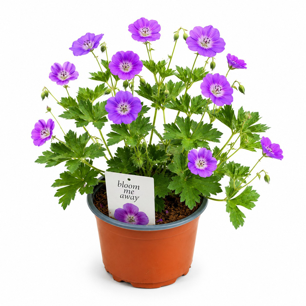 Muscata perena (Geranium Bloom Me Away), H 25 cm