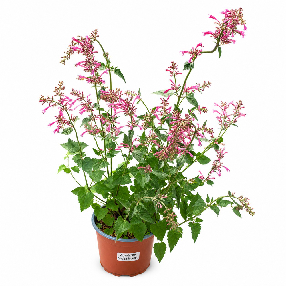 Agastache (Agastache Kudos Morello), H 45 cm