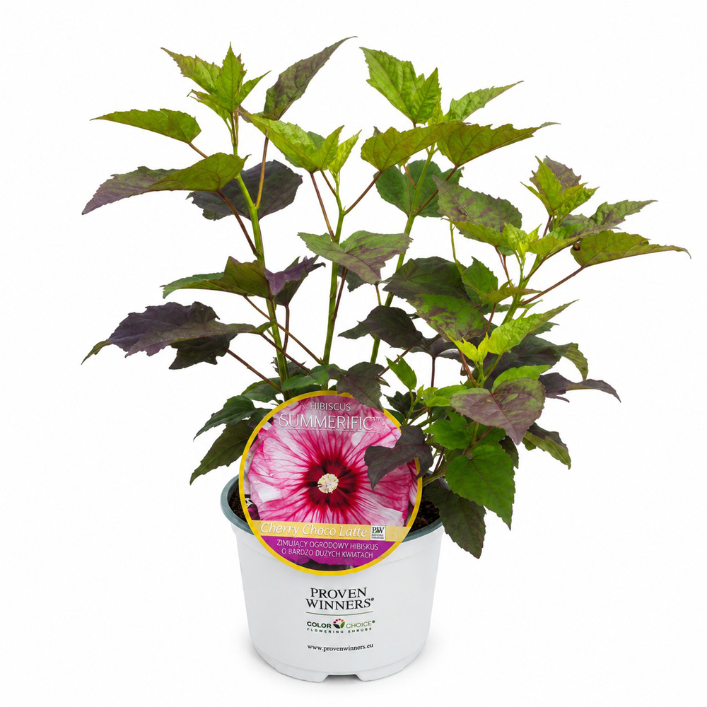 Hibiscus de gradina (Hibiscus Summerific Cherry Choco Latte), H 80 cm