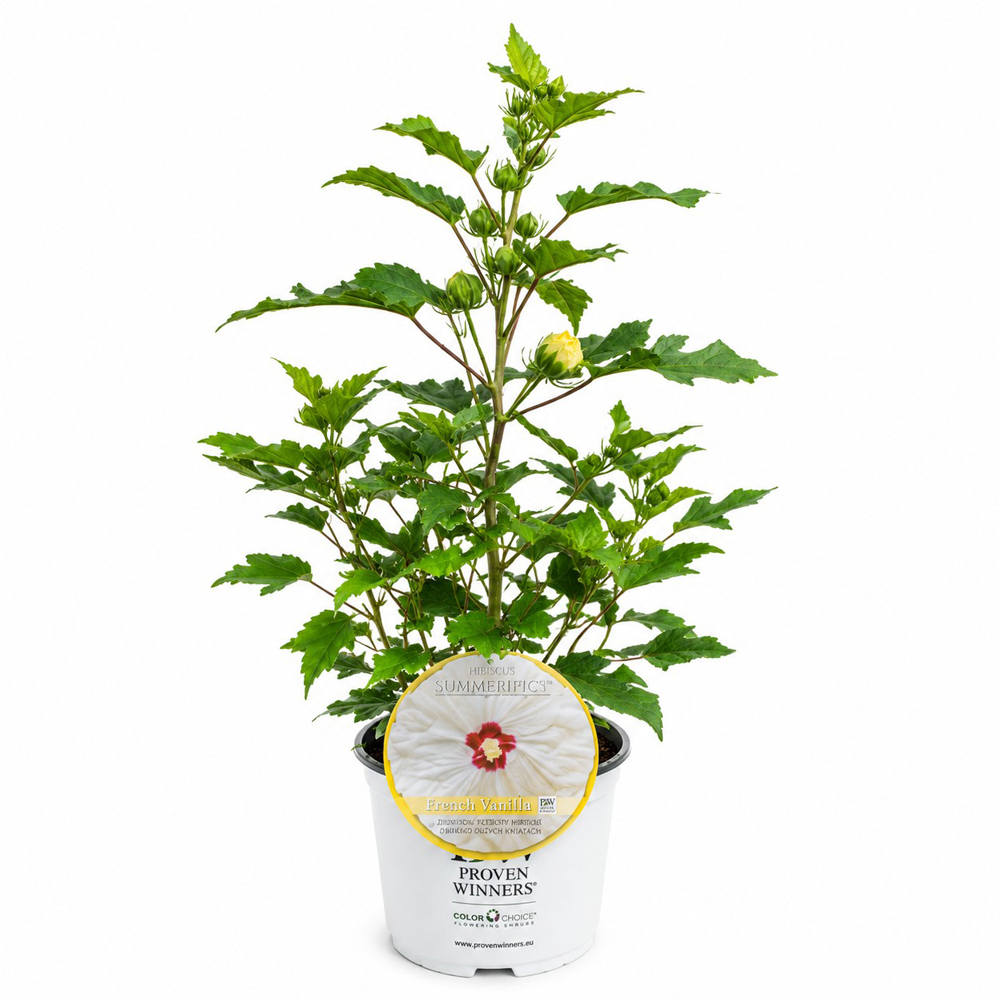 Hibiscus de gradina (Hibiscus Summerific French Vanilla), H 80 cm
