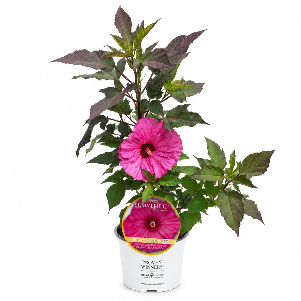 Hibiscus de gradina (Hibiscus Summerific Berry Awesome), H 80 cm