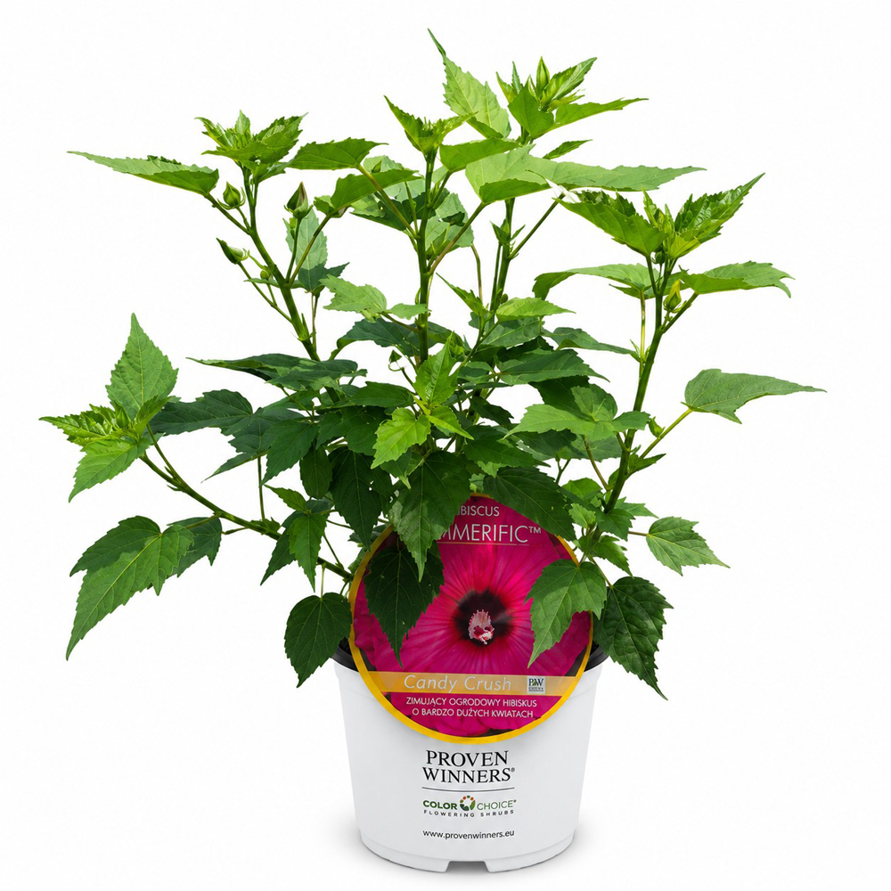 Hibiscus de gradina (Hibiscus Summerific Candy Crush), H 80 cm